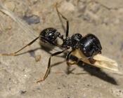 Степной муравей-жнец, или европейский муравей жнец