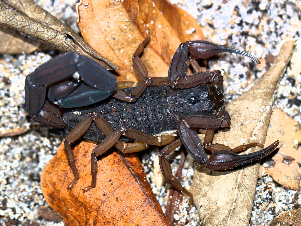 Centruroides gracilis  