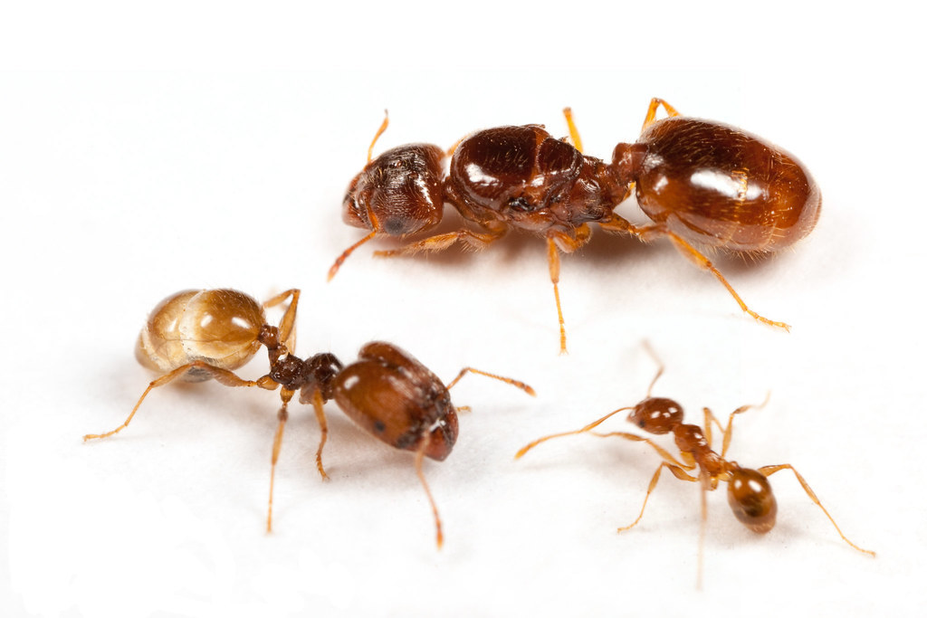 Pheidole pallidula