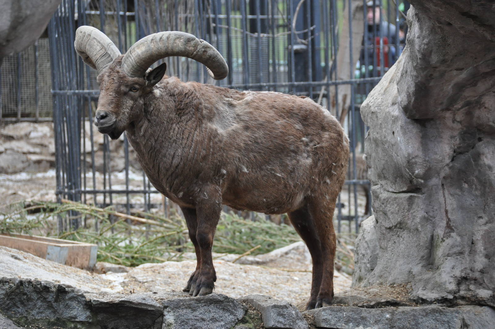 Дагестанский тур, или восточнокавказский тур, или восточнокавказский козёл  | zoo-ekzo.com- Экзотические животные