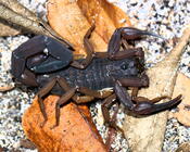 Centruroides gracilis  