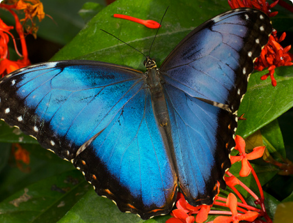 Morpho helenor | www.zoo-ekzo.ru - Экзотические животные